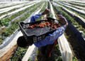 Au Maroc, « nous exportons sous forme de fruits l’eau qui nous manque »