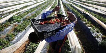 Au Maroc, « nous exportons sous forme de fruits l’eau qui nous manque »