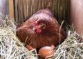 Comment bien démarrer son élevage de poules pondeuses ?