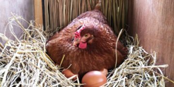 Comment bien démarrer son élevage de poules pondeuses ?