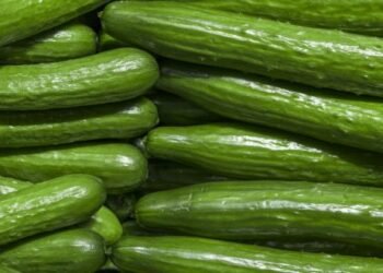 Cet hiver a été le témoin d’une augmentation notable de l’utilisation de l’éclairage d’appoint dans les serres néerlandaises et belges, stimulée par une récente baisse des prix de l’énergie. Alors que les prix étaient en hausse au cours de la dernière partie de l’année 2023, dépassant la moyenne des cinq dernières années, une tendance à la baisse s’observe depuis le début de l’année 2024. Durant l’hiver précédent, des pics de prix des concombres ont été enregistrés entre les semaines 5 et 10, suivis d’une forte chute avant de se redresser à l’approche de l’été. Les semaines difficiles sur le plan économique ont été attribuées à une offre importante en provenance du sud de l’Europe. Le prix moyen des enchères au sein de la Fédération des Coopératives Horticoles Belges a atteint 42,7 centimes d’euro par pièce lors de la semaine 9 précise Freshplaza dans son Aperçu Mondial, une référence largement suivie, même aux Pays-Bas, en raison de la tendance croissante à la culture sous contrat. Un commerçant belge souligne à la même source que ces dernières semaines, l’offre en provenance d’Espagne et du Maroc a été remarquable, bien que les volumes propres augmentent rapidement. Alors que la pression sur le marché a rendu les semaines précédentes difficiles, une amélioration a été constatée la semaine dernière. La production espagnole reste prédominante, et la transition de l’approvisionnement du sud vers l’ouest de l’Europe est encore en cours. Les prochaines semaines détermineront le rythme de cette transition en fonction des volumes disponibles au sud et des accords en vigueur.