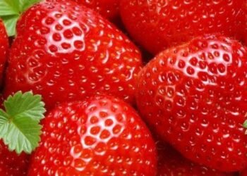 Fausses informations concernant la sécurité sanitaire des fraises marocaines