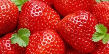 Fausses informations concernant la sécurité sanitaire des fraises marocaines