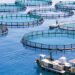 L&rsquo;aquaculture au Maroc