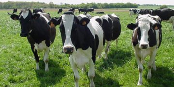 L’élevage dans le monde, défis et diversité