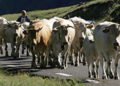 La transhumance : une tradition d’élevage adaptée au territoire