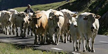 La transhumance : une tradition d’élevage adaptée au territoire