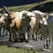 La transhumance : une tradition d’élevage adaptée au territoire