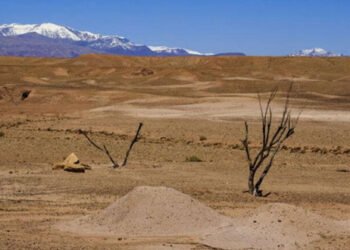 Le cri de détresse des éleveurs de Fès-Meknès face à la sécheresse 