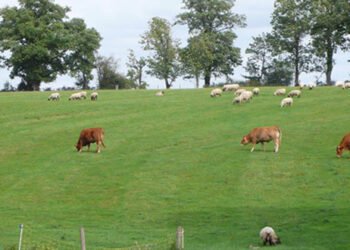 Les défis des filières animales