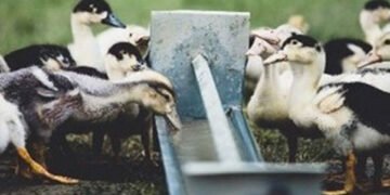 Les différents modèles d’élevage de canards fermiers et production