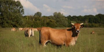 Les prairies, réservoirs de biodiversité