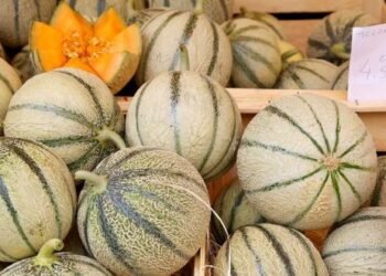 Les premiers melons marocains arrivent à Rungis