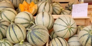 Les premiers melons marocains arrivent à Rungis