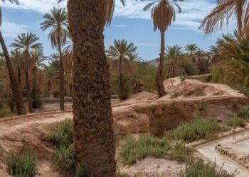 Sand to Green veut régénérer l’oasis de Tiskmoudine