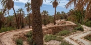 Sand to Green veut régénérer l’oasis de Tiskmoudine