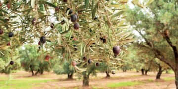 Al Moutmir : Plus de 5,951 Plateformes de Démonstration d’Olivier déployées à travers le Maroc